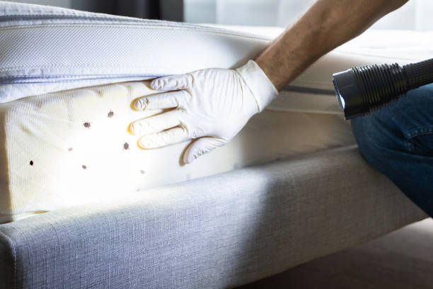 Best Mosquito Control Services  in Harlan, KY